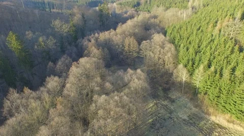 Coniferous forest in the spring season Stock Footage 61772973