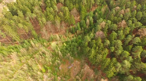 Coniferous forest in the spring season Stock Footage 61882560