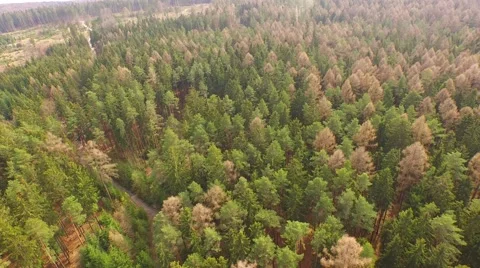 Coniferous forest in the spring season Stock Footage 61882607