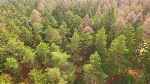 Coniferous forest in the spring season Stock Footage 61882729