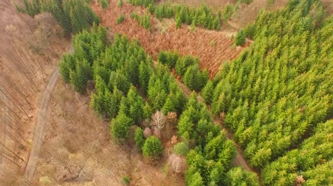 Coniferous forest in the spring season Stock Footage 61883969