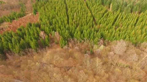 Coniferous forest in the spring season Stock Footage 61884125