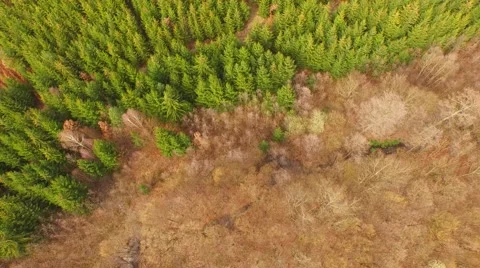 Coniferous forest in the spring season Stock Footage 61884524