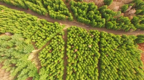 Coniferous forest in the spring season Stock Footage 61884663