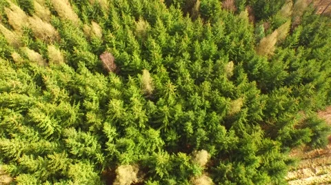Coniferous forest in the spring season Stock Footage 61885075