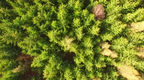 Coniferous forest in the spring season Stock Footage 61885100