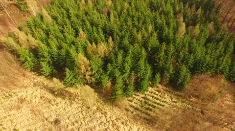 Coniferous forest in the spring season Stock Footage 61885149