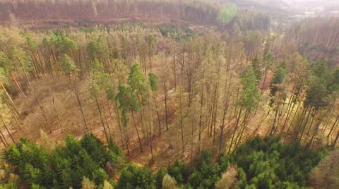 Coniferous forest in the spring season Stock Footage 61885182