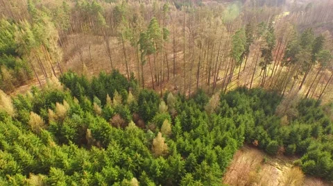 Coniferous forest in the spring season Stock Footage 61885202