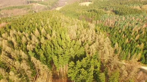 Coniferous forest in the spring season Stock Footage 61885896