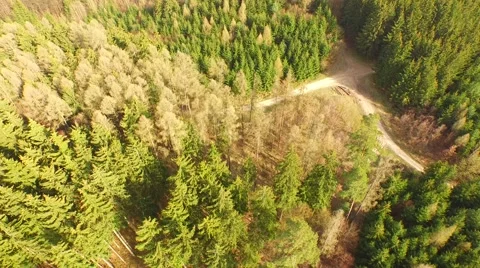 Coniferous forest in the spring season Stock Footage 61885938
