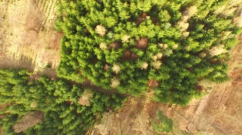 Coniferous forest in the spring season Stock Footage 61886034