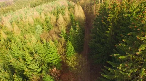 Coniferous forest in the spring season Stock Footage 61886138