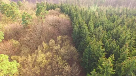 Coniferous forest in the spring season Stock Footage 61886150
