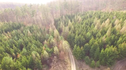 Coniferous forest in the spring season Stock Footage 61886234