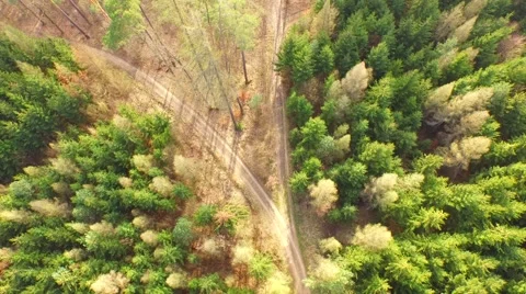 Coniferous forest in the spring season Stock Footage 61886450