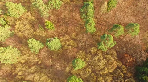 Coniferous forest in the spring season Stock Footage 61886470