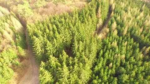 Coniferous forest in the spring season Stock Footage 61886492