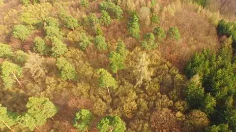 Coniferous forest in the spring season Stock Footage 61886533
