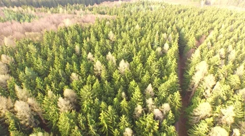Coniferous forest in the spring season Stock Footage 61886534