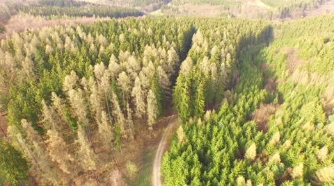 Coniferous forest in the spring season Stock Footage 61886598