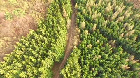 Coniferous forest in the spring season Stock Footage 61886805