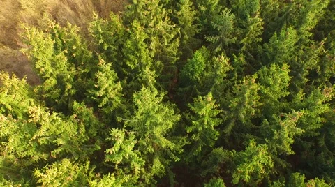 Coniferous forest in the spring season Stock Footage 61886867