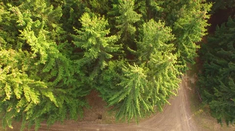 Coniferous forest in the spring season Stock Footage 61886891