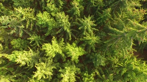 Coniferous forest in the spring season Stock Footage 61886950