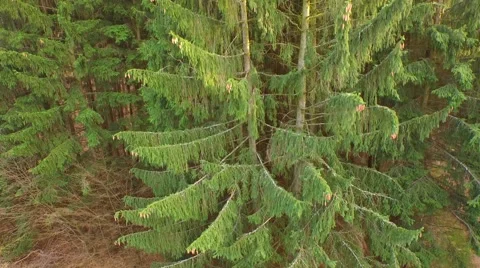 Coniferous forest in the spring season Stock Footage 61887235