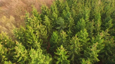 Coniferous forest in the spring season Stock Footage 61887292