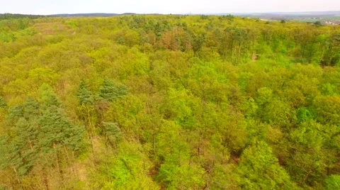 Coniferous forest in the spring season Stock Footage 62467520