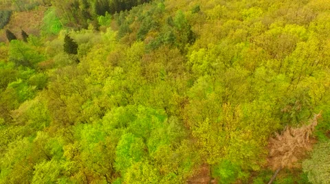 Coniferous forest in the spring season Stock Footage 62467572