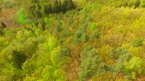 Coniferous forest in the spring season Stock Footage 62467654