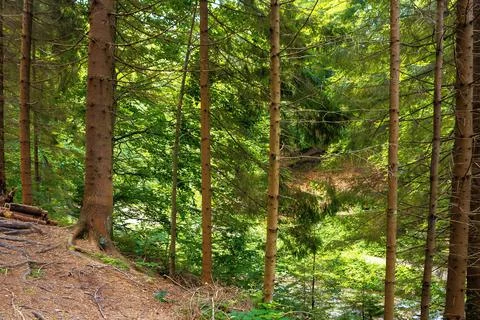 Coniferous forest in summer Stock Photos