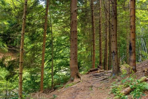 Coniferous forest in summer Foto stock
