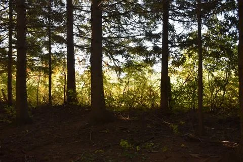 A coniferous forest in summer Stock Photos