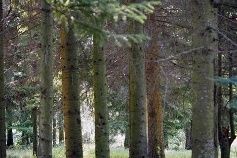 Coniferous forest in summer, spruce, pine, fir Stock Photos