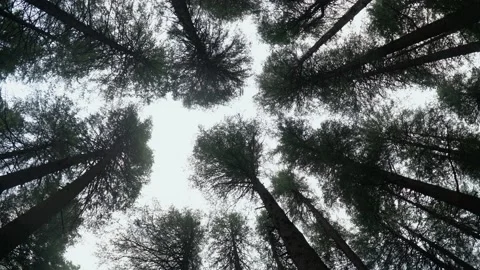 Coniferous forest in summer. Tall trees Stock Footage 197034482