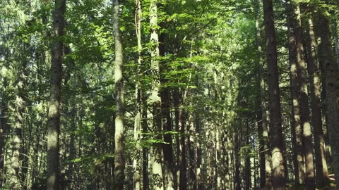 Coniferous forest with sun beams shining through branches Stock Footage 166805995