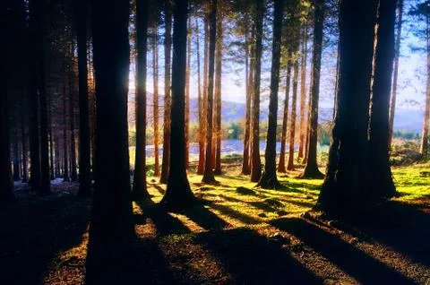 Coniferous forest with sunlight Stock Photos