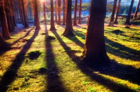 Coniferous forest with sunlight Stock Photos