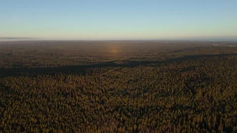 Coniferous Forest at Sunset. Aerial view Video stock 296822441