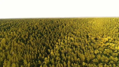 Coniferous Forest at Sunset Stock Footage 129112400