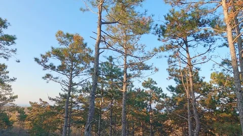 Coniferous forest at sunset, rotating, turning Stock Footage 248363921