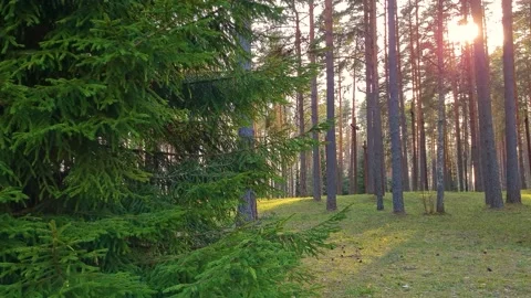 Coniferous forest at sunset. Spruce branches sway in wind in the sun. Natural Stock Footage 158187923