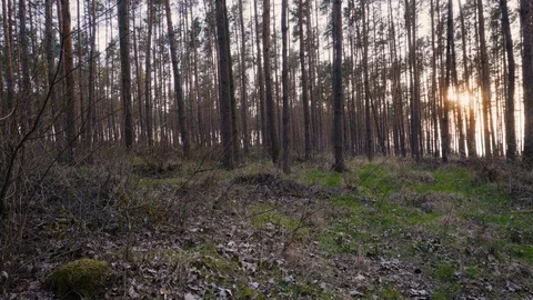 Coniferous forest in the sunshine Stock Footage 105868908