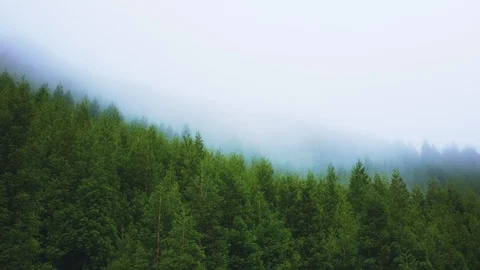 Coniferous forest sways in the wind in the fog on the mountainside Stock Footage 100728962