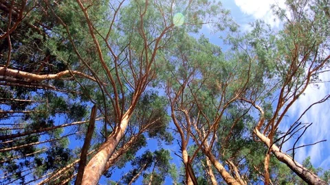 Coniferous forest Tall pine trees and a sun glimmering through green needle Stock-Footage 122289612