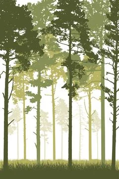 Coniferous forest with tall pine trunks and grass. Vertical silhouette of b.. Ilustração Stock